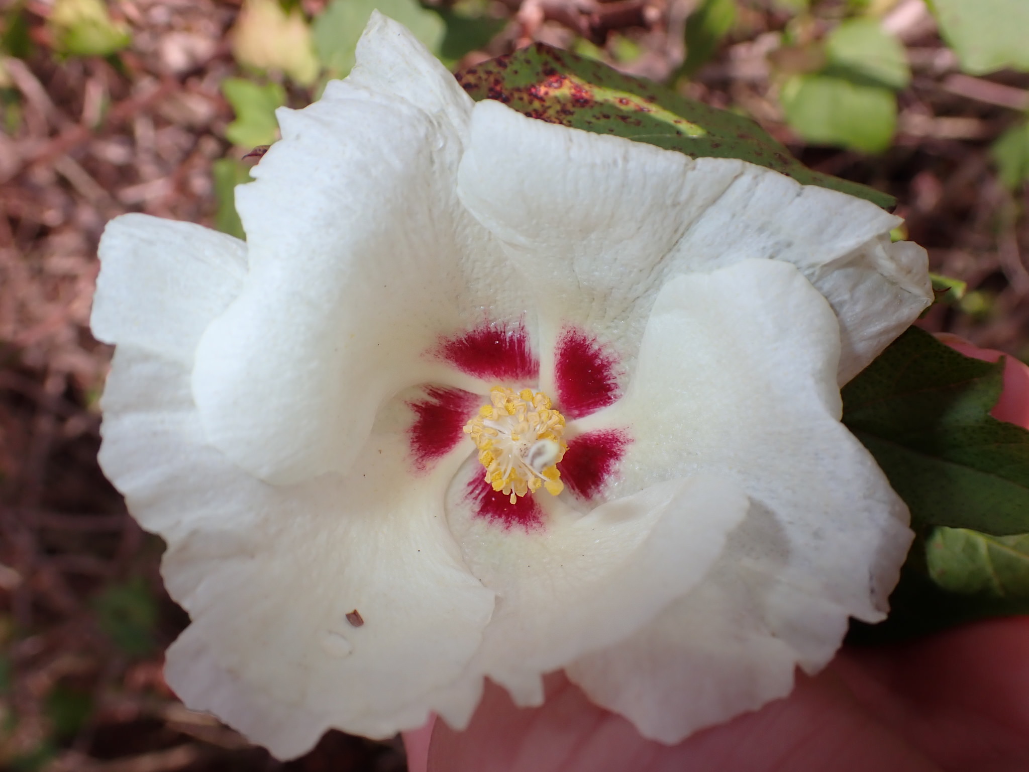 Gossypium hirsutum